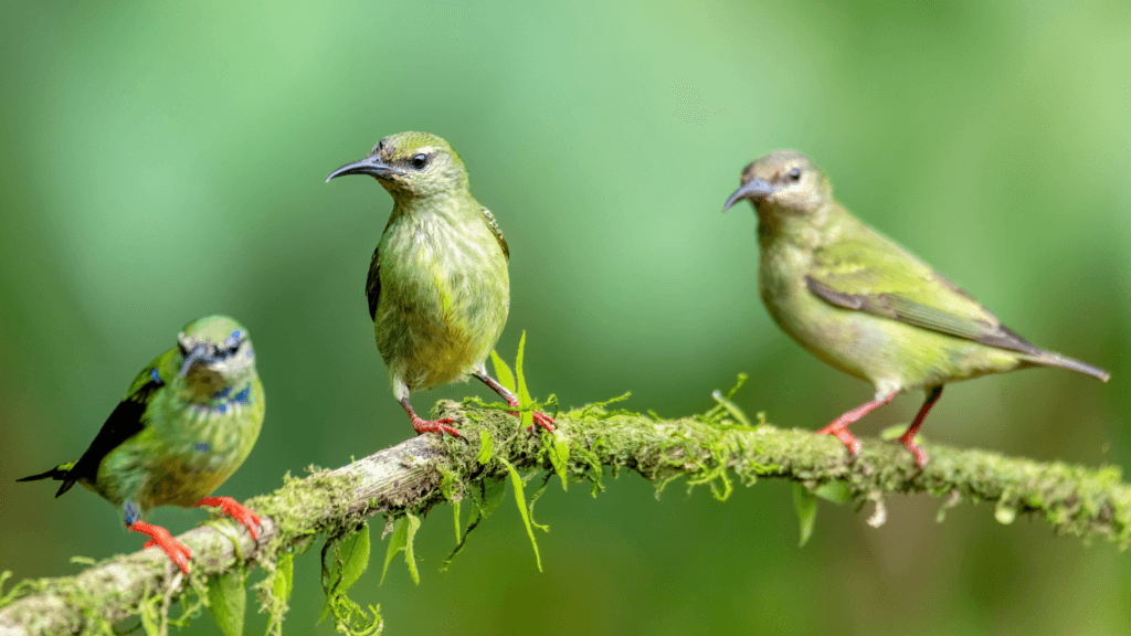 Birdwatching Tour