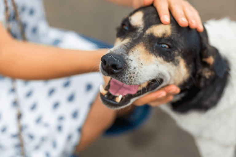 Costa Rica Dog Rescue Experience