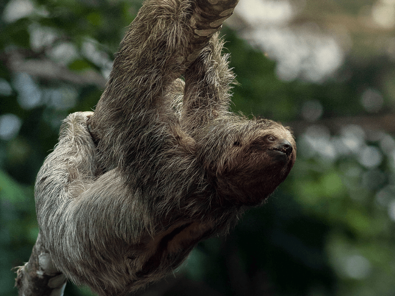 Sloth Territory Guided Tour